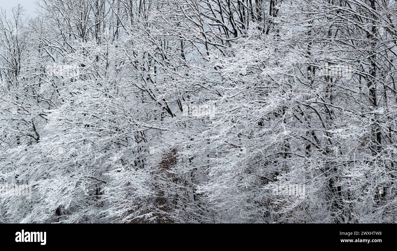 Tree patterns in winter, branches and twigs covered with frost Stock Photo