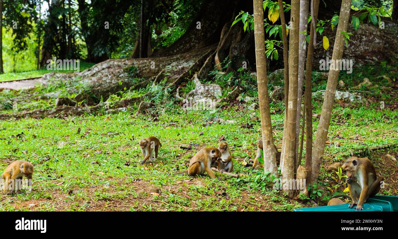 Macaque on the grass in Peradeniya Royal Botanic Gardens located near Kandy city, Sri Lanka. Wide photo. Stock Photo