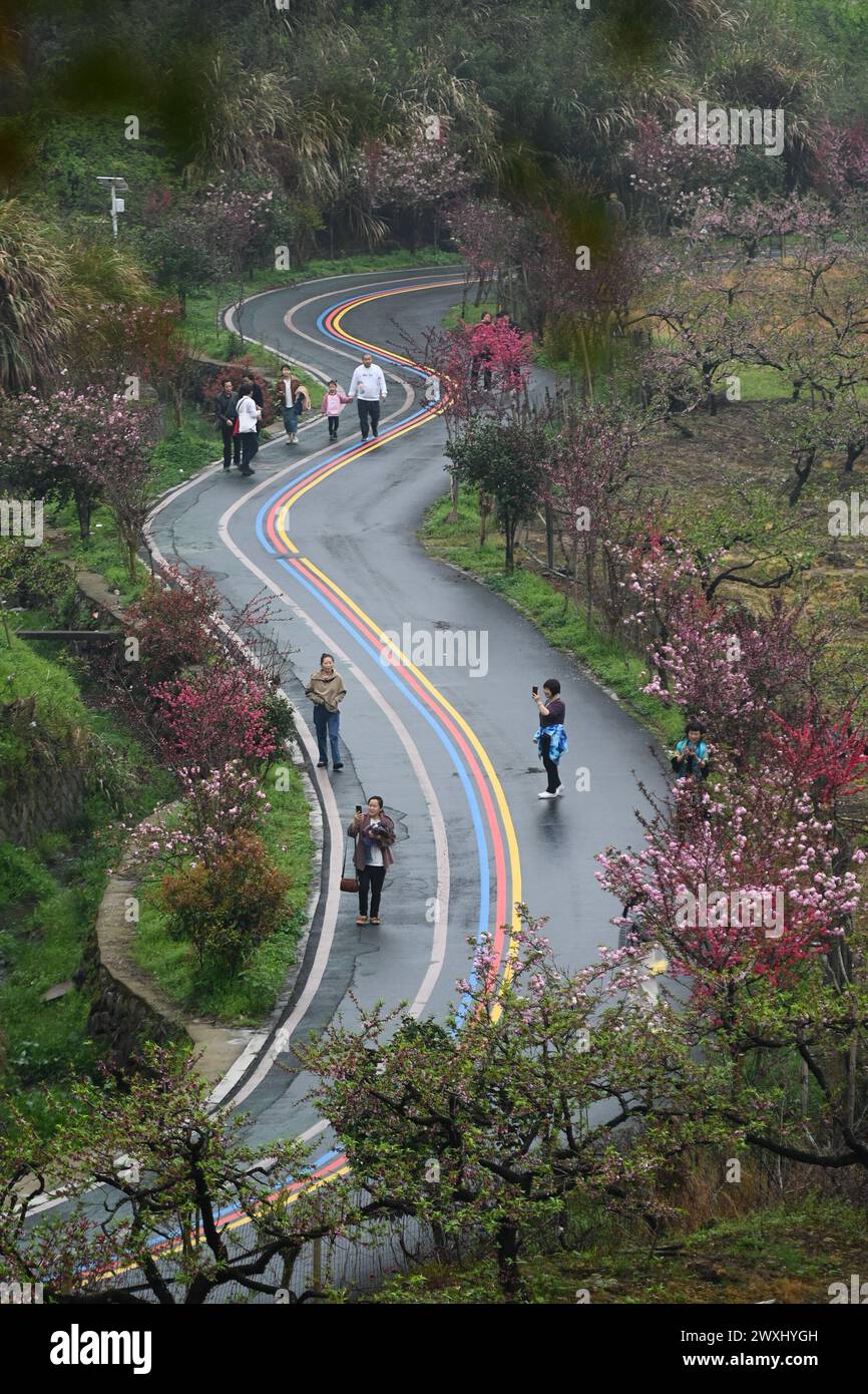 Hangzhou, China's Zhejiang Province. 31st Mar, 2024. Tourists enjoy cherry blossoms in Tonglu County of Hangzhou, east China's Zhejiang Province, March 31, 2024. Credit: Huang Zongzhi/Xinhua/Alamy Live News Stock Photo