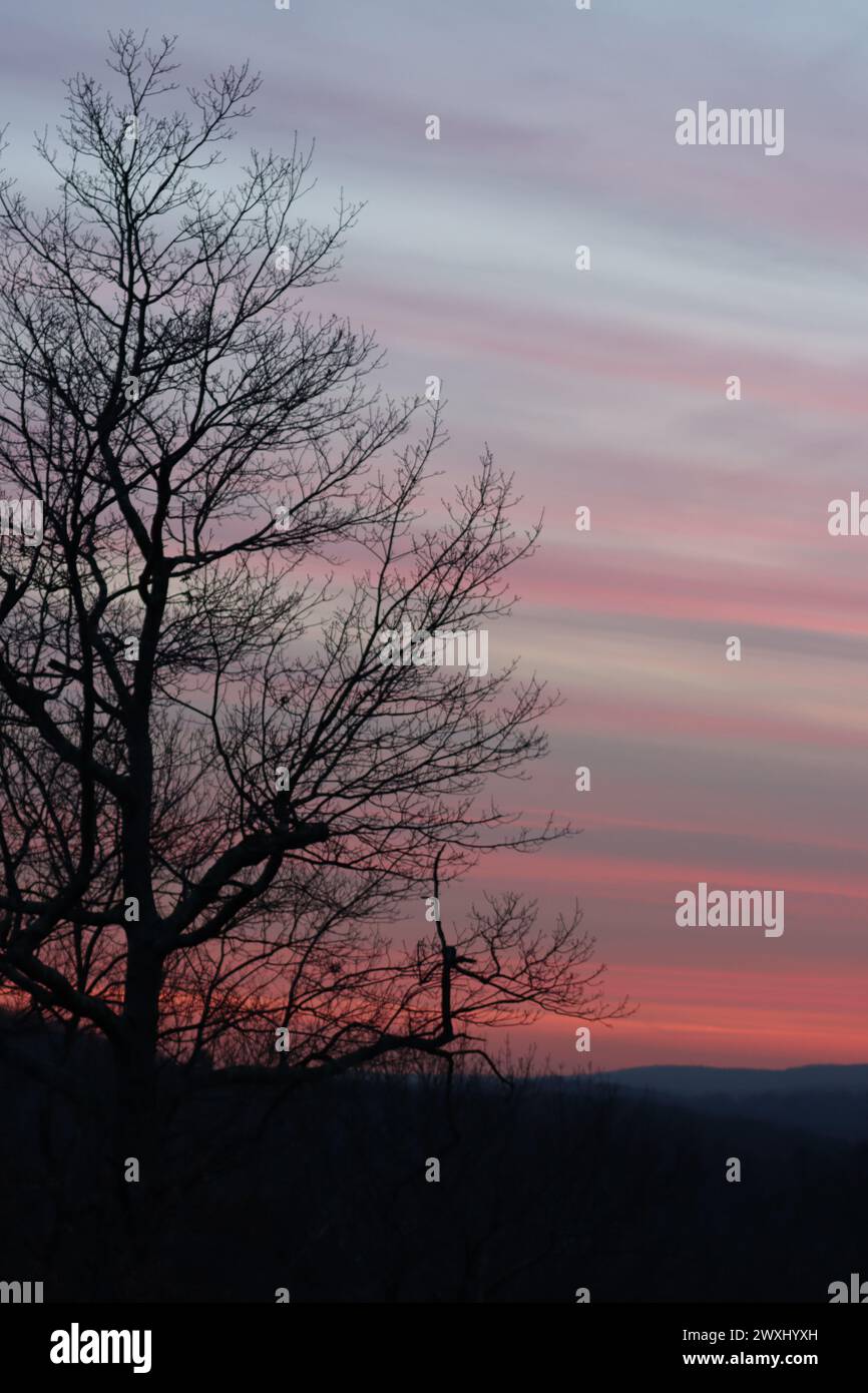 Leafless silhouettes hi-res stock photography and images - Alamy