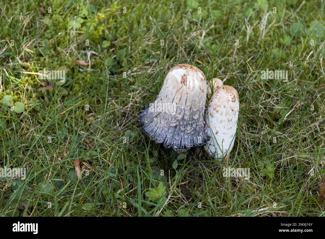 Shaggy inkcap mushrooms in grass Stock Photo