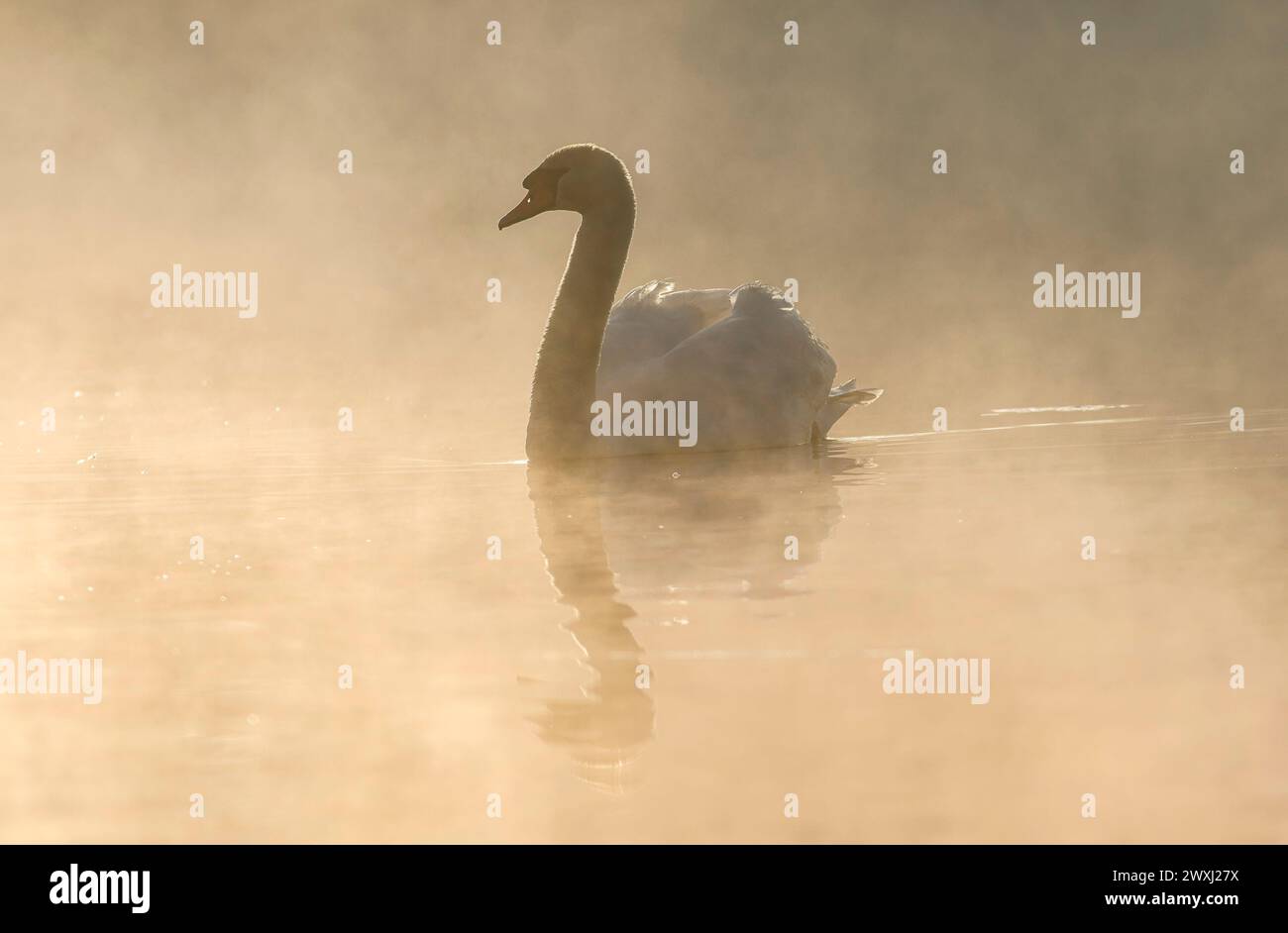 Frensham Little Pond, Farnham. 31st March 2024. A foggy start to the day for the Home Counties before the fog was replaced with sunny intervals. Frensham Little Pond near Farnham in Surrey. Credit: james jagger/Alamy Live News Stock Photo