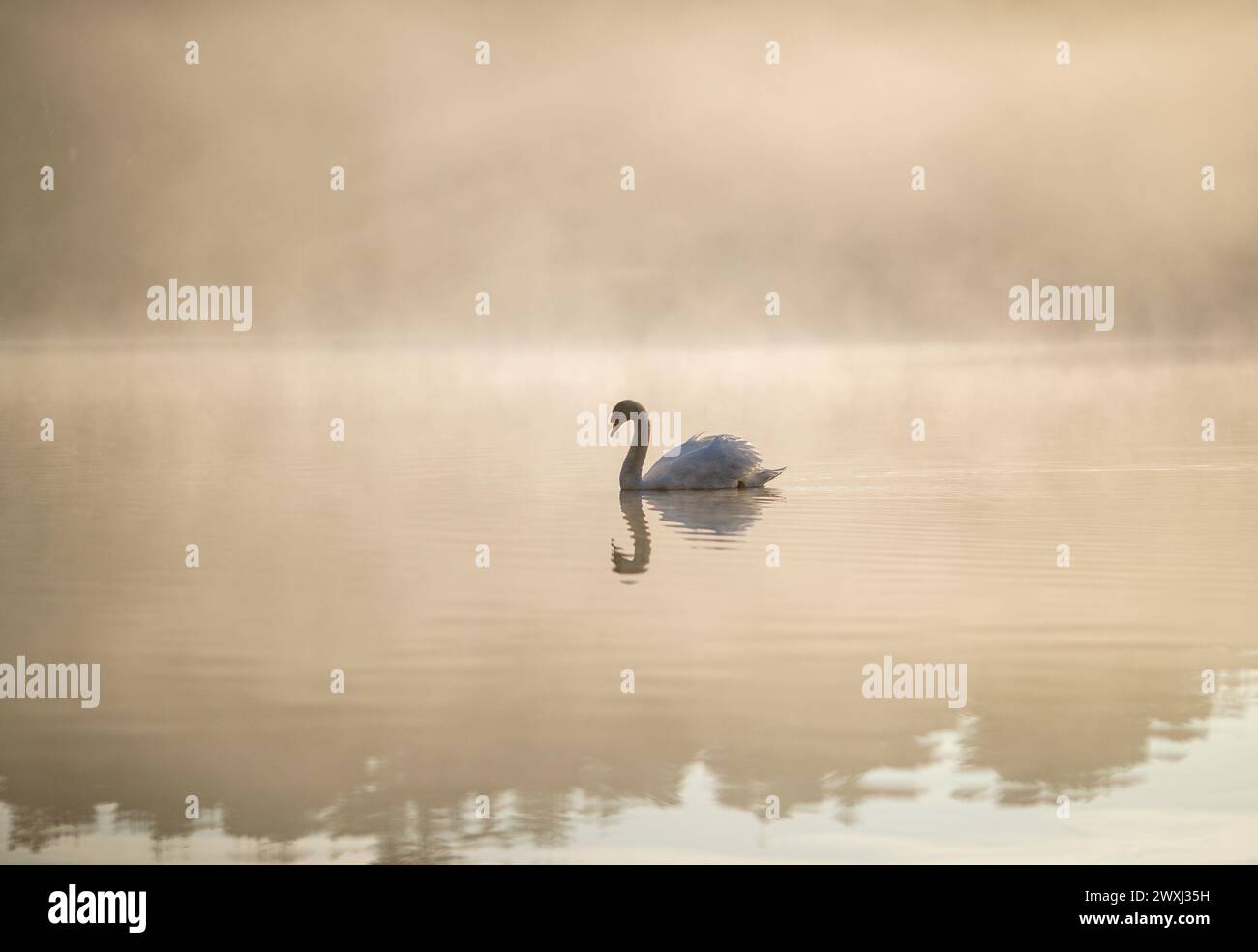 Farnham, UK. 31st Mar, 2024. Frensham Little Pond, Farnham. 31st March 2024. A foggy start to the day for the Home Counties before the fog was replaced with sunny intervals. Frensham Little Pond near Farnham in Surrey. Credit: james jagger/Alamy Live News Stock Photo