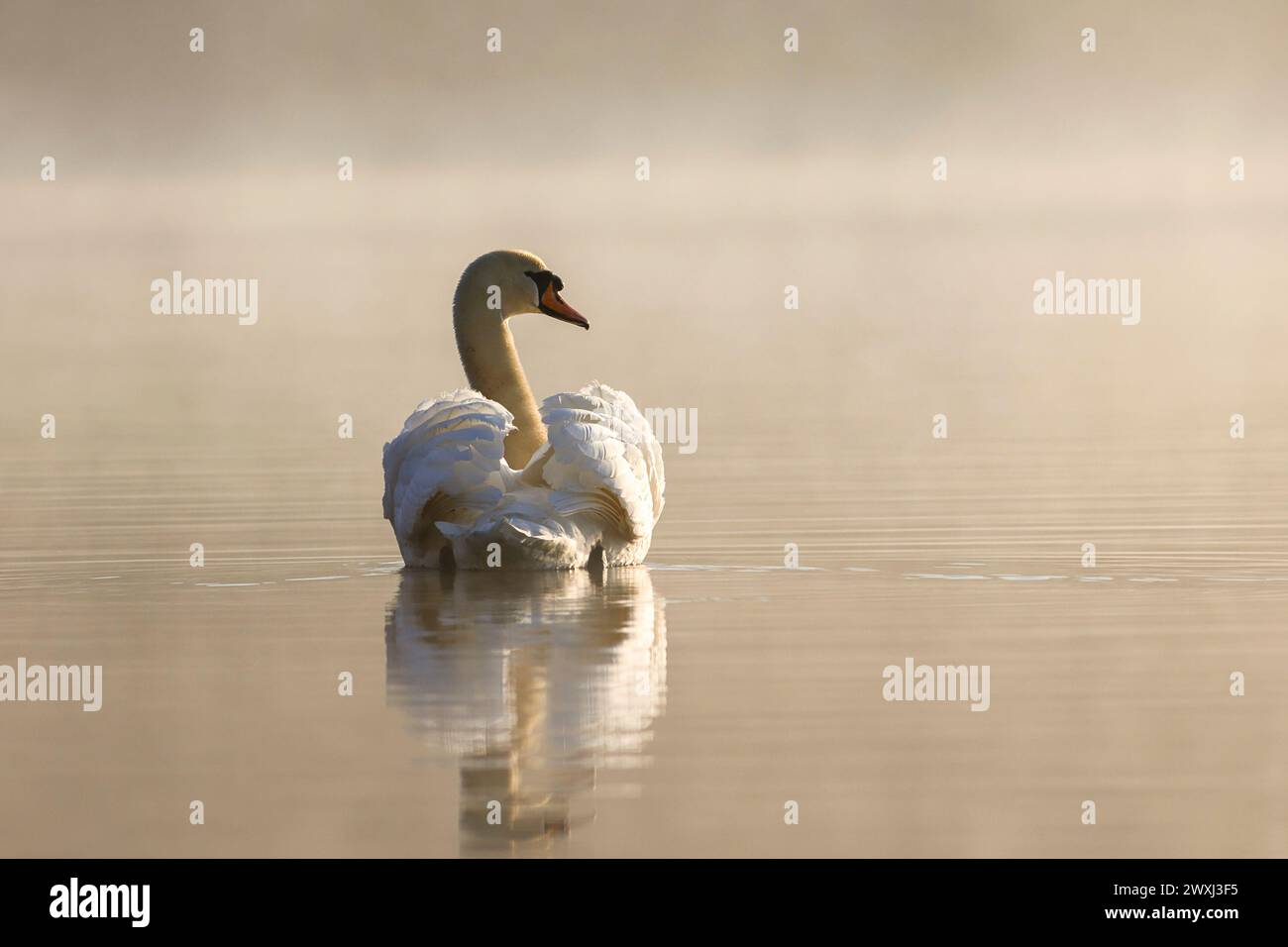 Frensham Little Pond, Farnham. 31st March 2024. A foggy start to the day for the Home Counties before the fog was replaced with sunny intervals. Frensham Little Pond near Farnham in Surrey. Credit: james jagger/Alamy Live News Stock Photo
