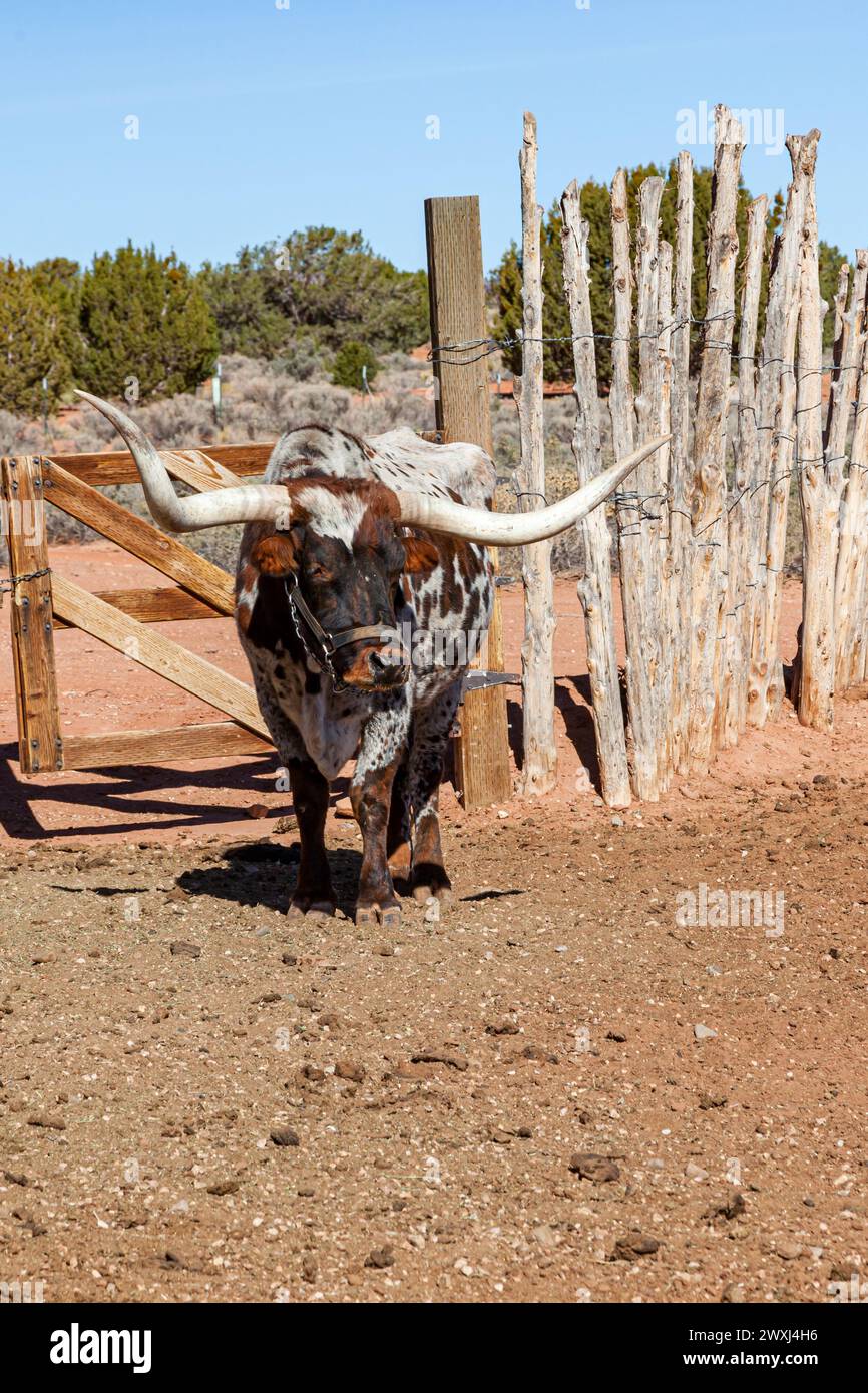 A brown and white Texas Longhorn cow standing in the sunshine next to a traditionally built fence at Pipe Springs national Monument in Arizona. Stock Photo