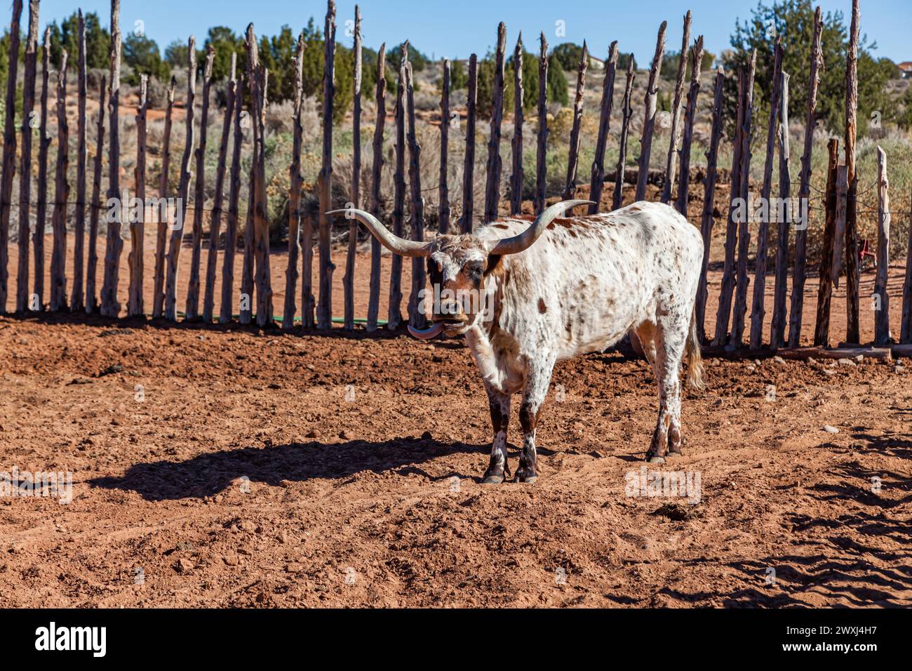 A brown and white Texas Longhorn cow standing in the sunshine next to a traditionally built fence and sticking its tongue out at Pipe Springs national Stock Photo