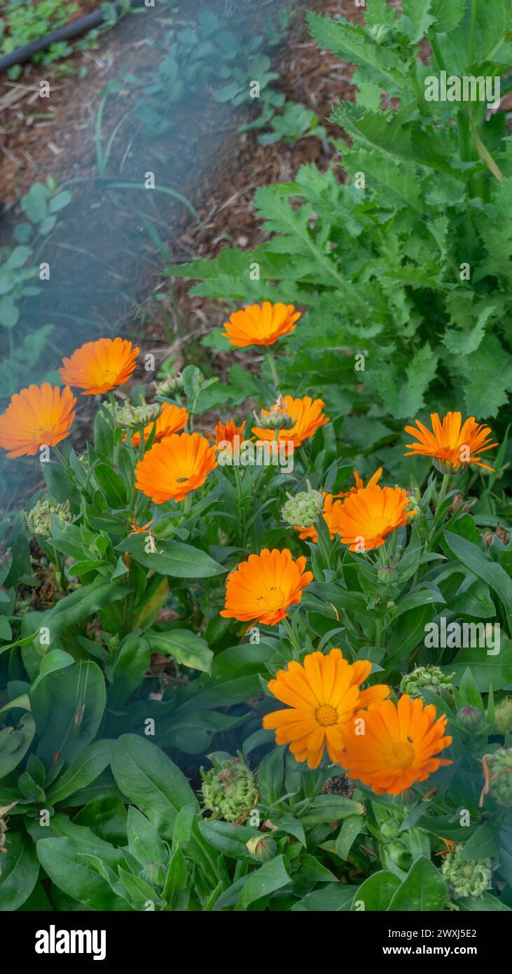 Lush orange blossoms, spring freshness, tranquil garden scene Stock Photo