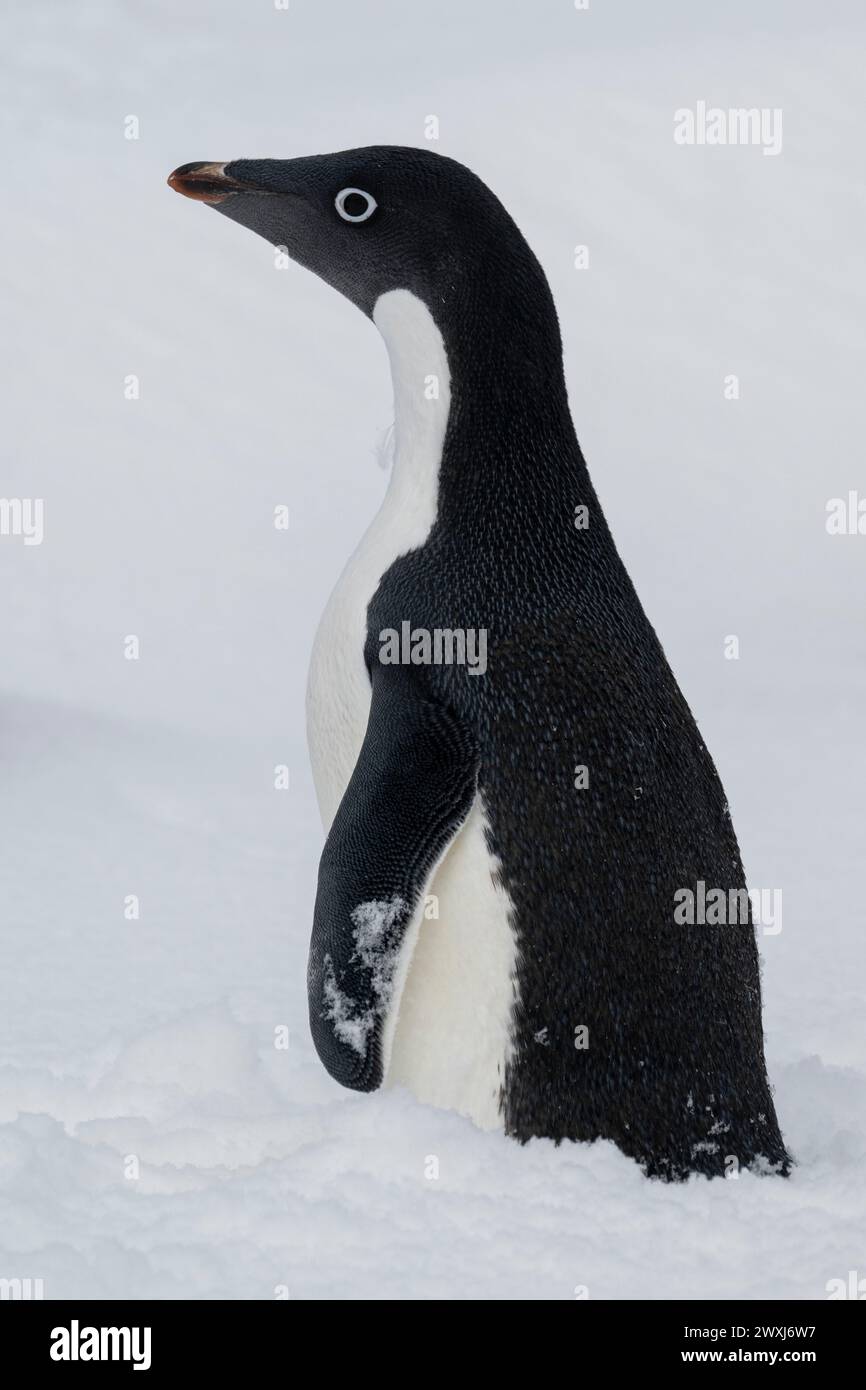 Antarctica, Ross Sea, Possession Islands, Foyn Island. Adeile penguin Stock Photo Alamy