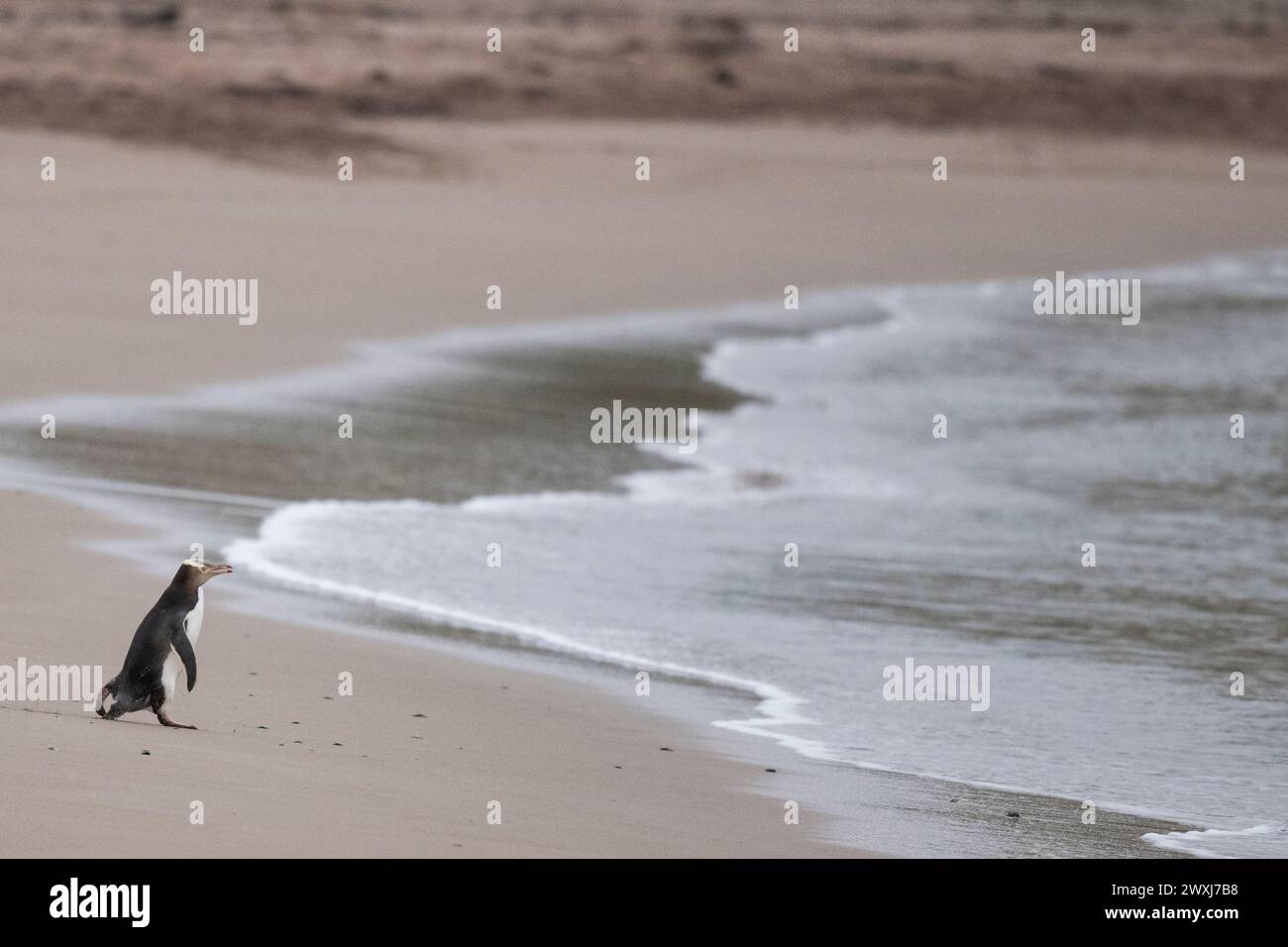 New Zealand, Subantarctic Islands, Auckland Islands, Enderby Island ...