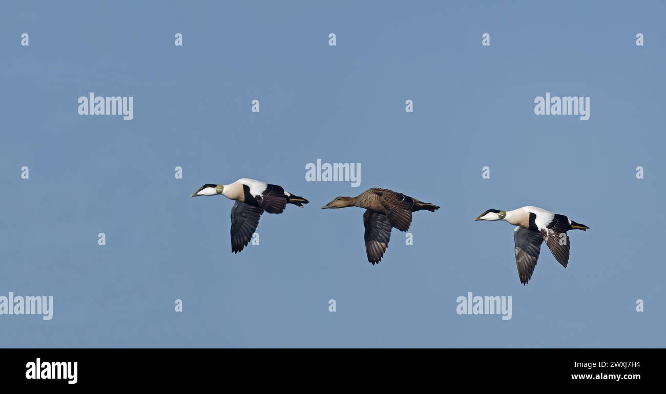 Common Eiders in flight Stock Photo