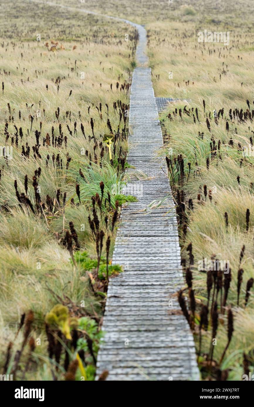 New Zealand, Subantarctic Islands, Auckland Islands, Enderby Island ...