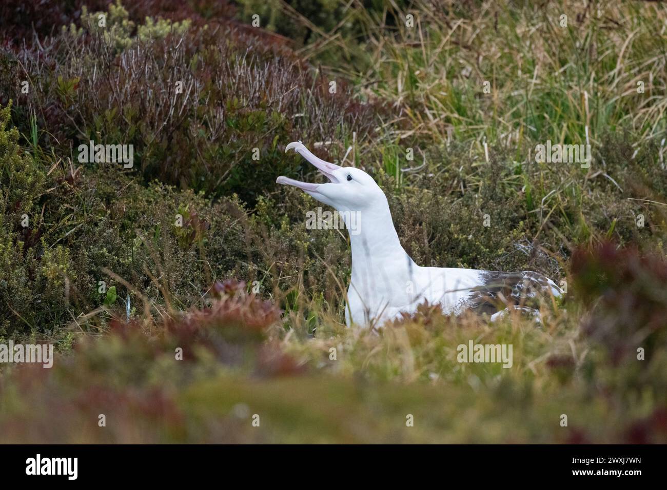 New Zealand, Subantarctic Islands, Auckland Islands. Enderby Island ...