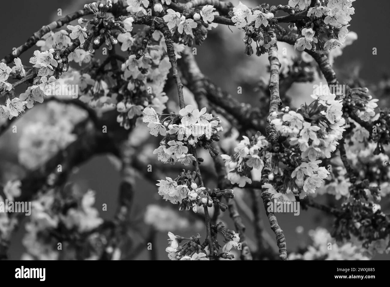 Blauer krokus Black and White Stock Photos &amp; Images - Alamy