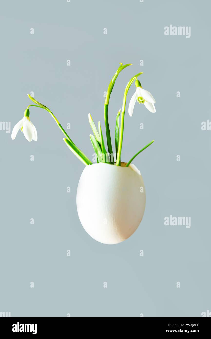 Levitating egg with snowdrop flowers on a light blue background. Copy space for your text. Natural spring background. Stock Photo