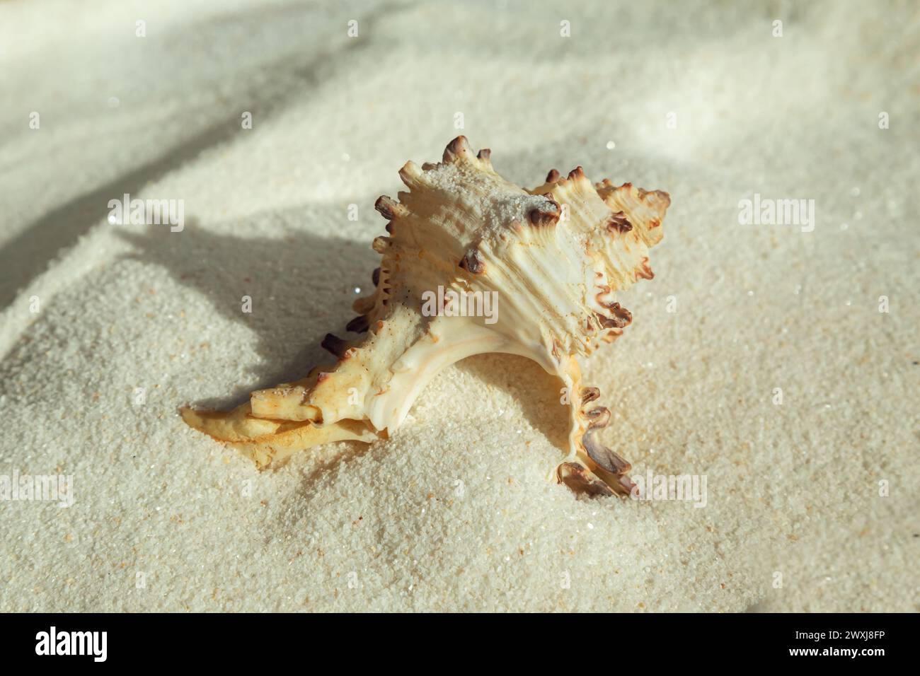Seashell on white fine sand close-up. Summer background, flat lay. Stock Photo