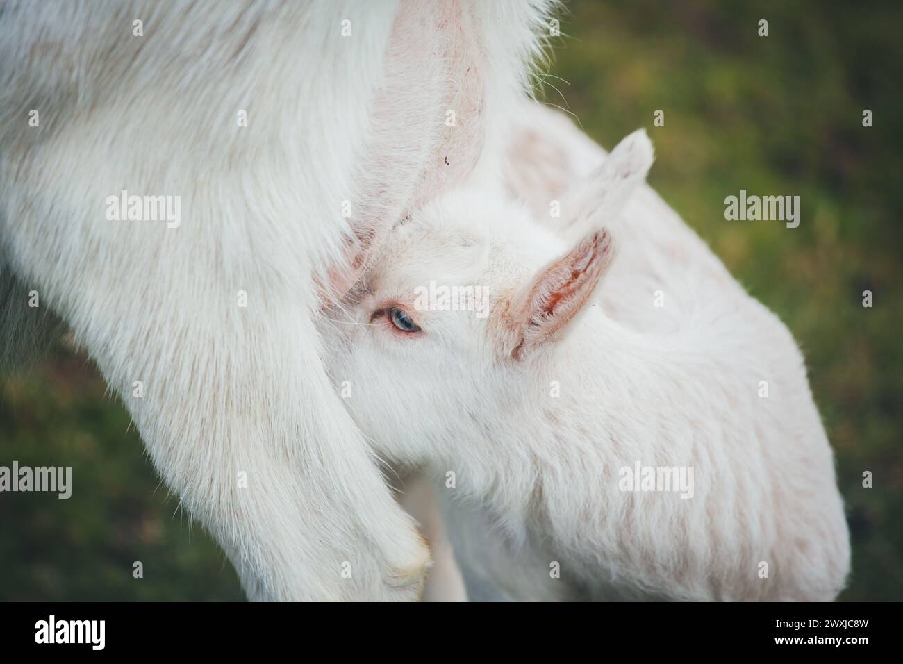 White goat kid drinking Stock Photo