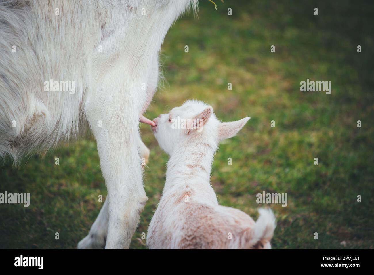 White goat kid drinking Stock Photo