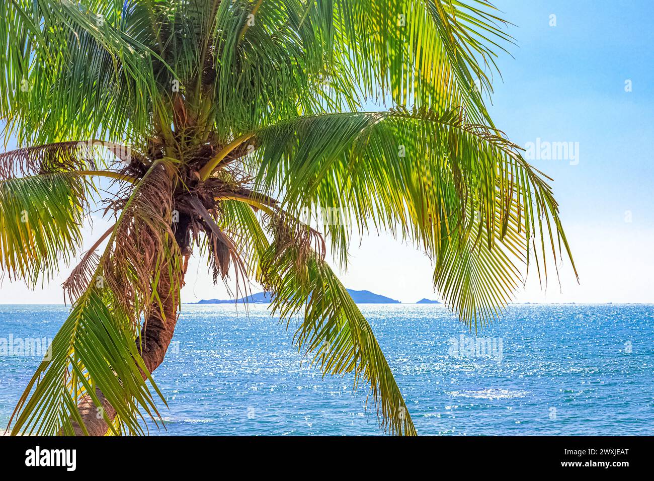 View of the coastline of the South China Sea through palm trees. Sanya, China. Park World's End. 2024. Stock Photo