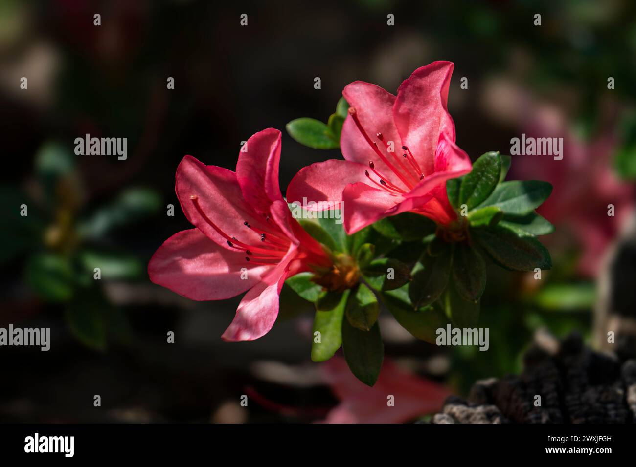 Red yellow azalea hi-res stock photography and images - Alamy