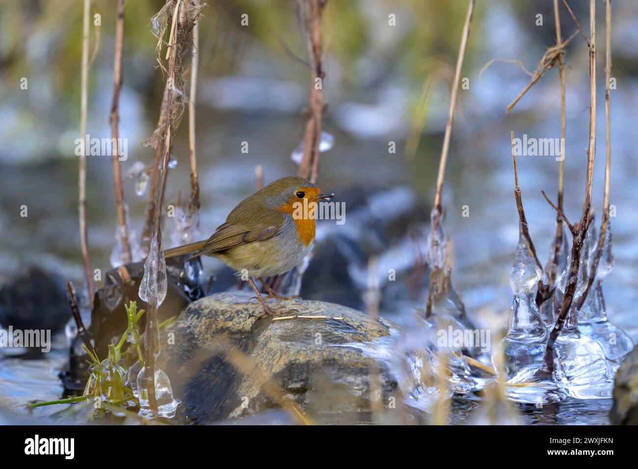 European robin (Erithacus rubecula) between thin branches on a riverbank, Hesse, Germany Stock Photo