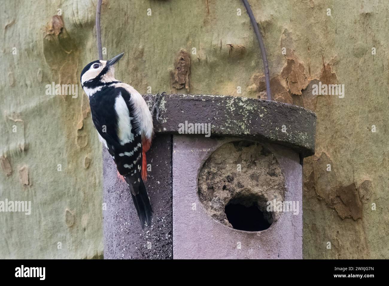 Great spotted woodpecker (Dendrocopos major), female, climbing on an