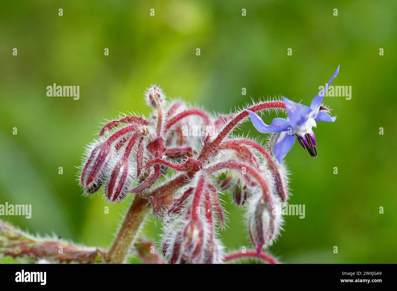 Borage (Borago officinalis), flowers and buds, North Rhine-Westphalia, Germany Stock Photo