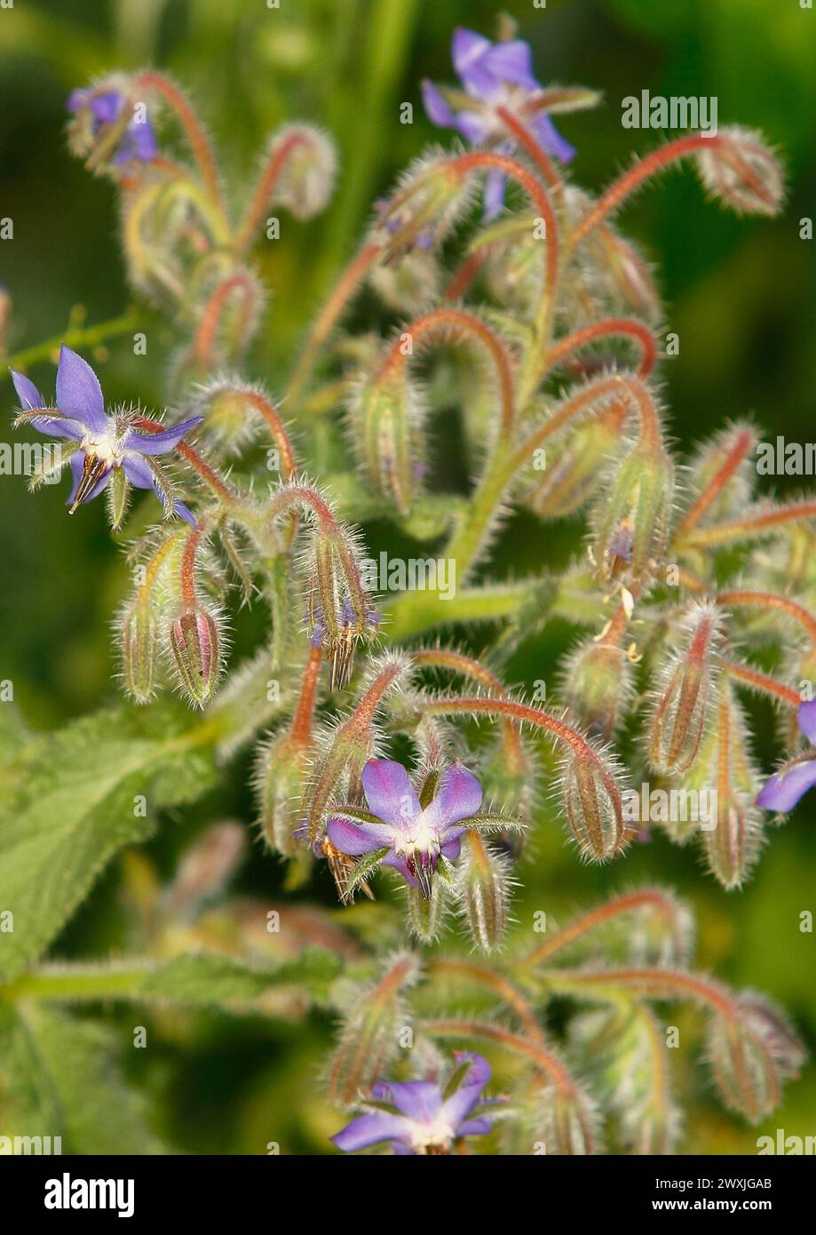 Borage (Borago officinalis), flowers and buds, North Rhine-Westphalia, Germany Stock Photo