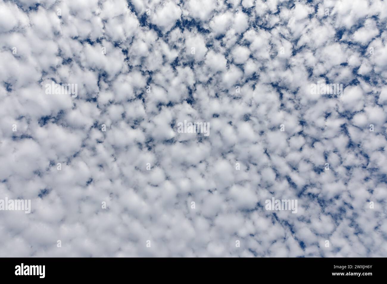 Fluffy white clouds and blue sky. Looking straight up. Stock Photo