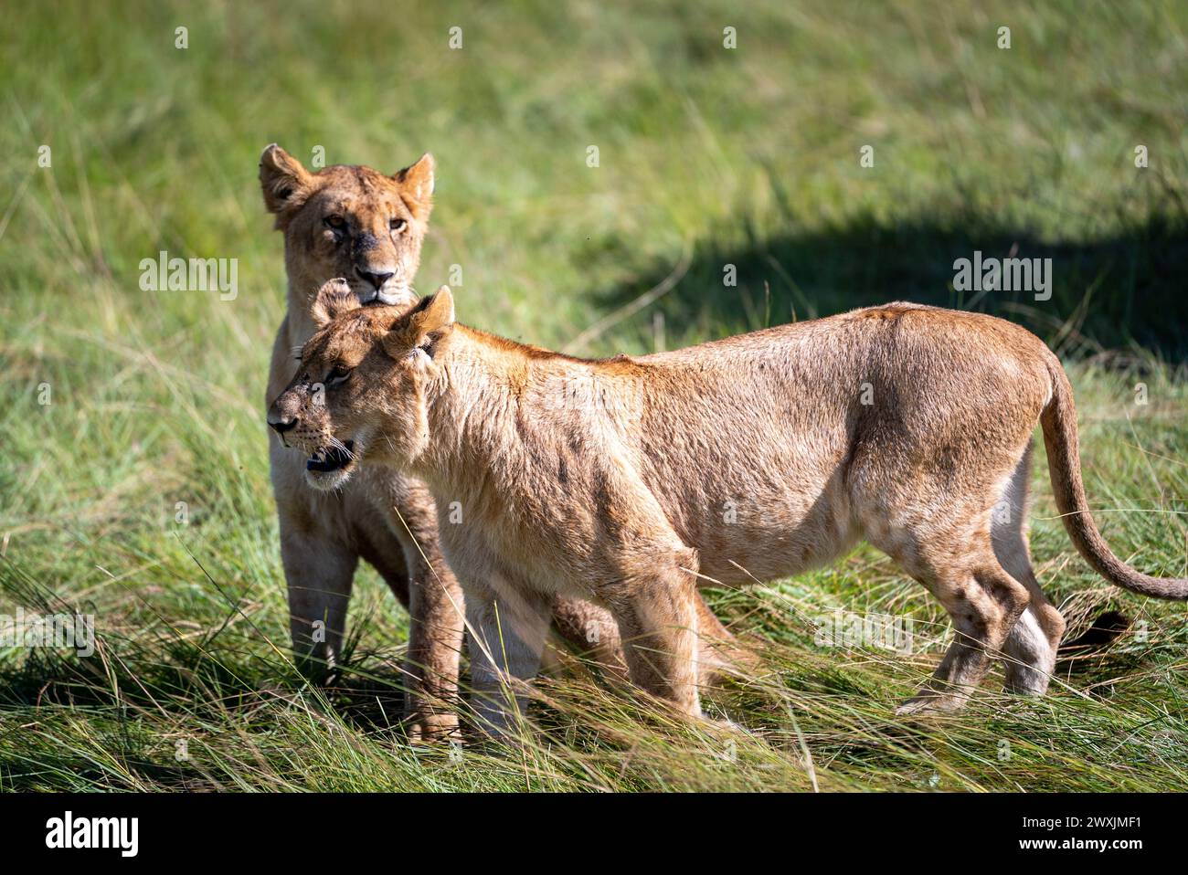 Lions in the savannah of kenya masai mara Stock Photo - Alamy