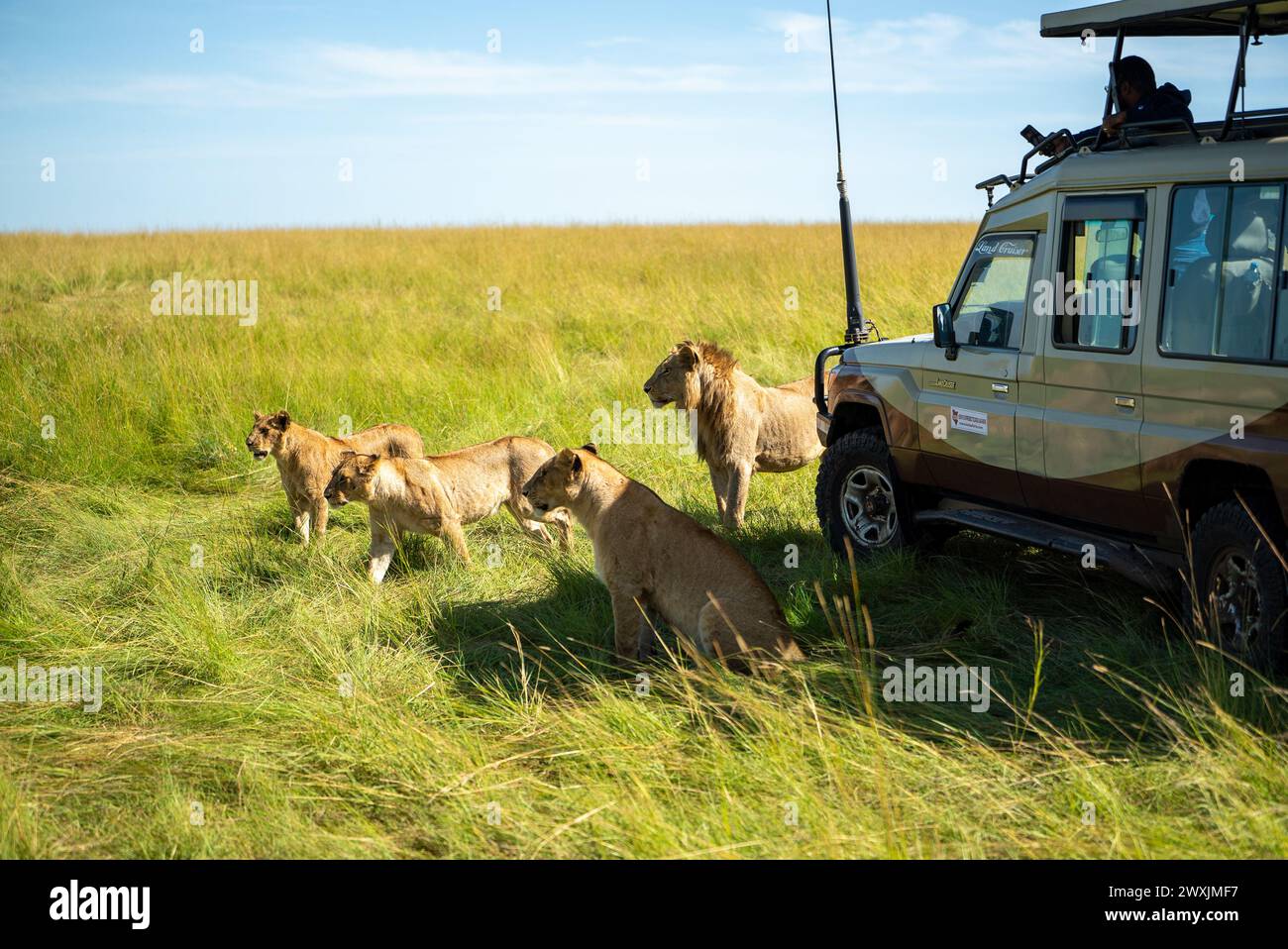 Safari vehicle tanzania and lions hi-res stock photography and images ...
