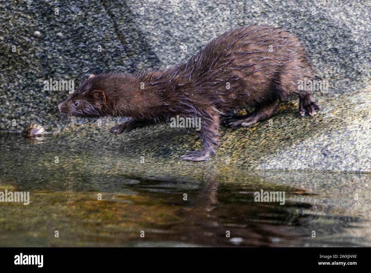 Minks roam the Chilean Fjords, posing a threat to native wildlife and ecosystems in this fragile Patagonian paradise. Stock Photo