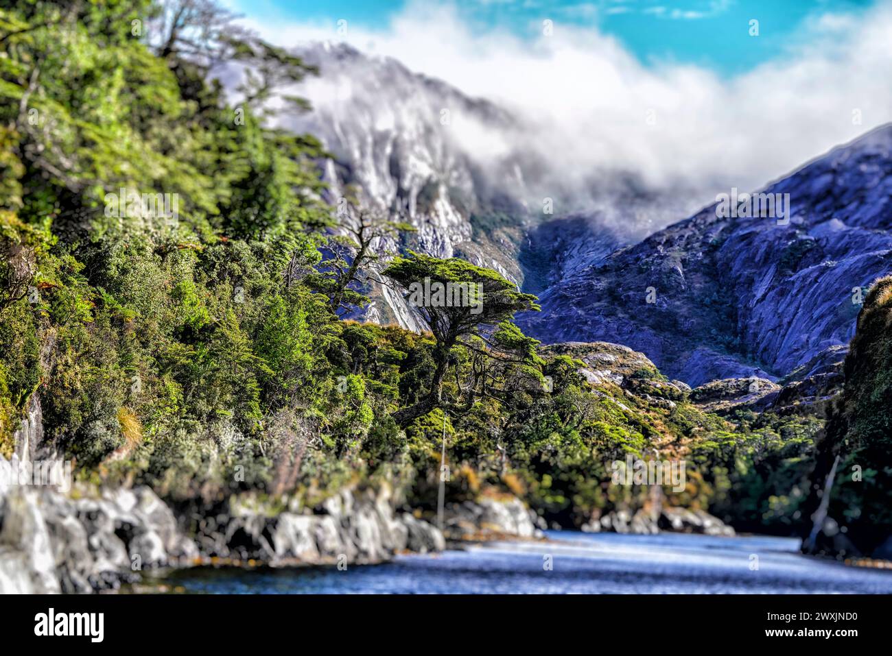 Puerto Profundo's landscape is adorned with characteristic vegetation, where dense evergreen forests and ancient trees, such as the towering Magellanic coihues and the resilient canelos, thrive in the cool, moist climate, creating a lush, green sanctuary in the heart of the Chilean Fjords. Stock Photo