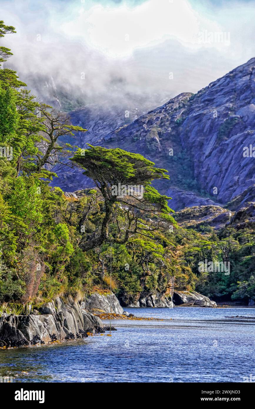 Puerto Profundo's landscape is adorned with characteristic vegetation, where dense evergreen forests and ancient trees, such as the towering Magellanic coihues and the resilient canelos, thrive in the cool, moist climate, creating a lush, green sanctuary in the heart of the Chilean Fjords. Stock Photo