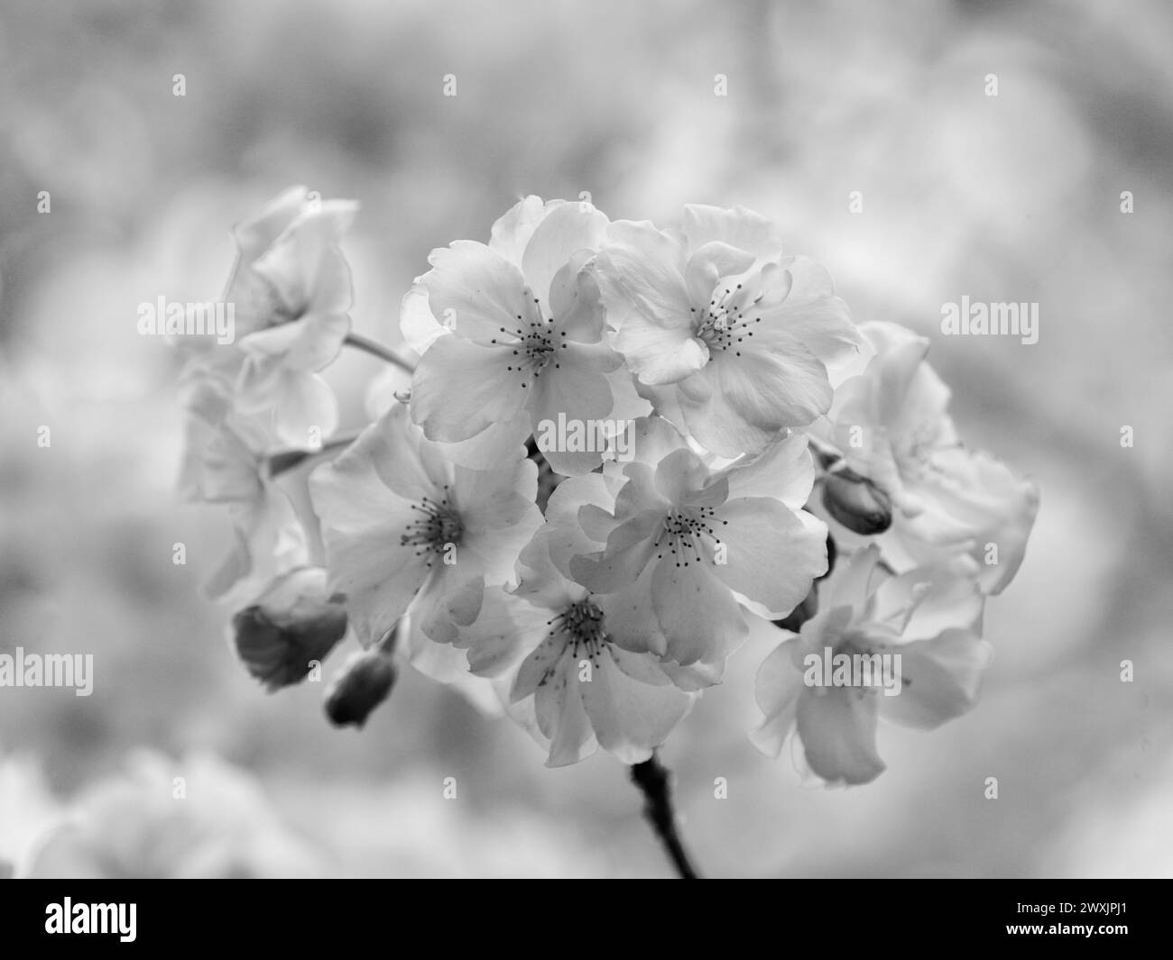 Pink cherry blossom tree Black and White Stock Photos & Images - Alamy