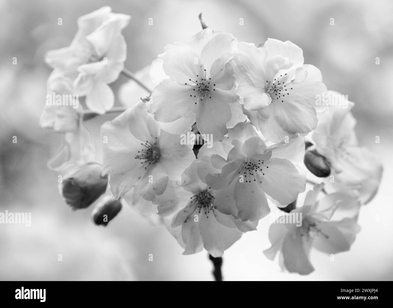 Pink cherry tree flowers Black and White Stock Photos & Images - Alamy