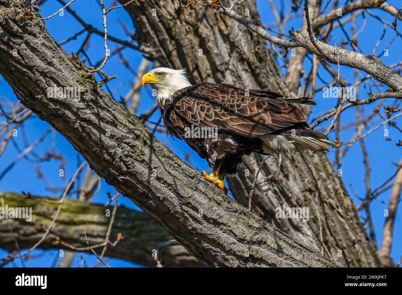 A solitary Bald eagle perched on a branch Stock Photo