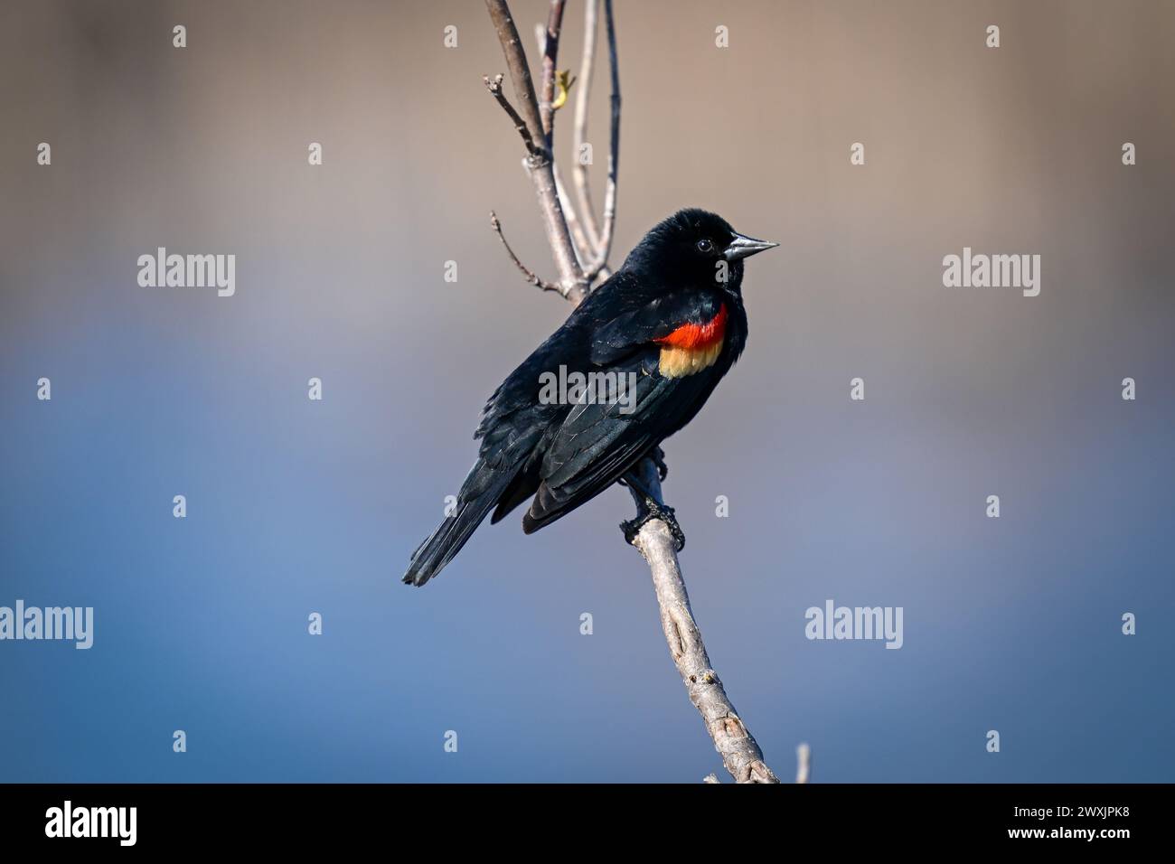 A Red Wing Blackbird resting on a leafless branch Stock Photo