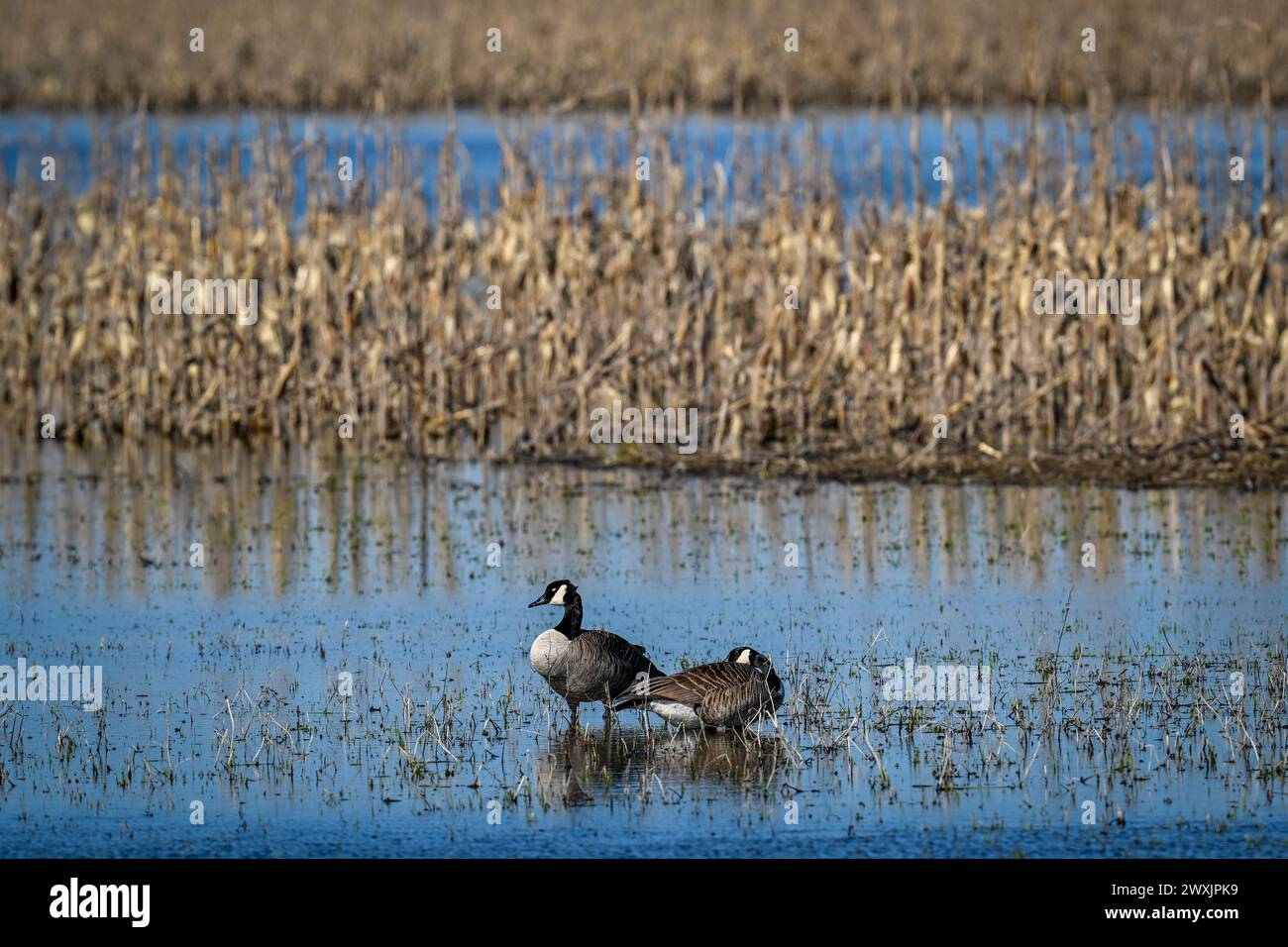 Canadian Geese taking a nap in a marsh Stock Photo