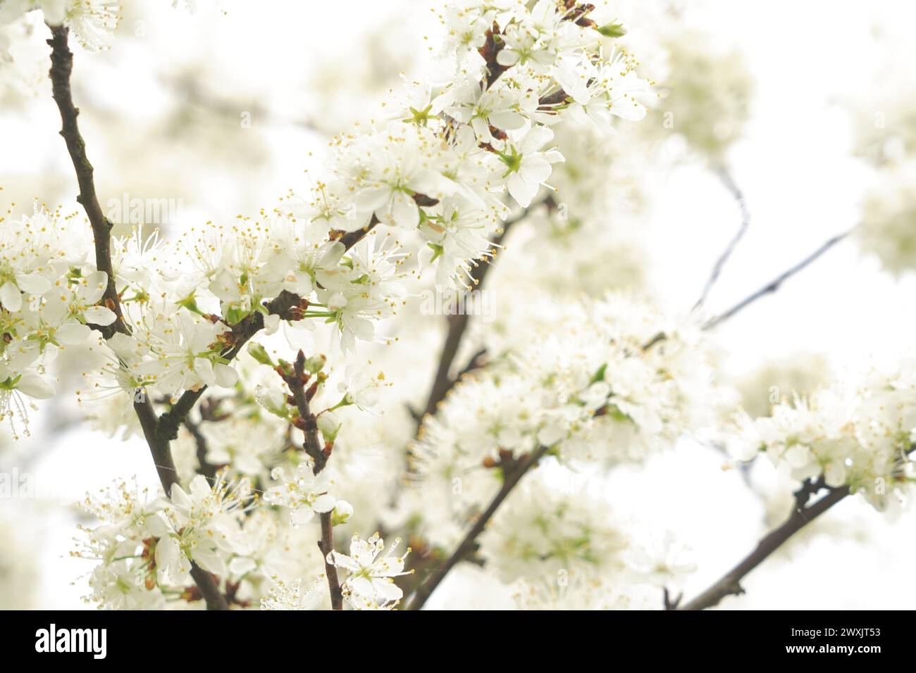 plum blossoms in spring (hi key) Stock Photo