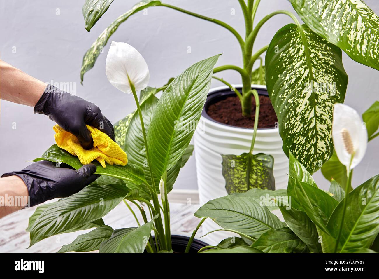 Cleaning and caring for indoor plants. Hands in black gloves wipe