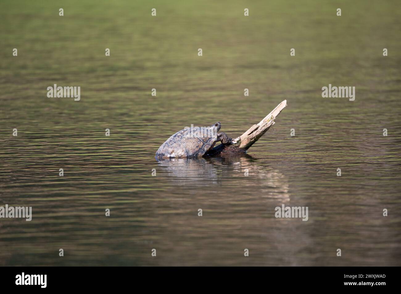 A Map Turtle sunning on a branch sticking out of the water of a pond on a sunny day. Stock Photo