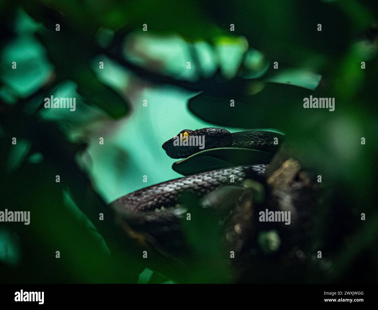 A snake resting among green tree branches Stock Photo