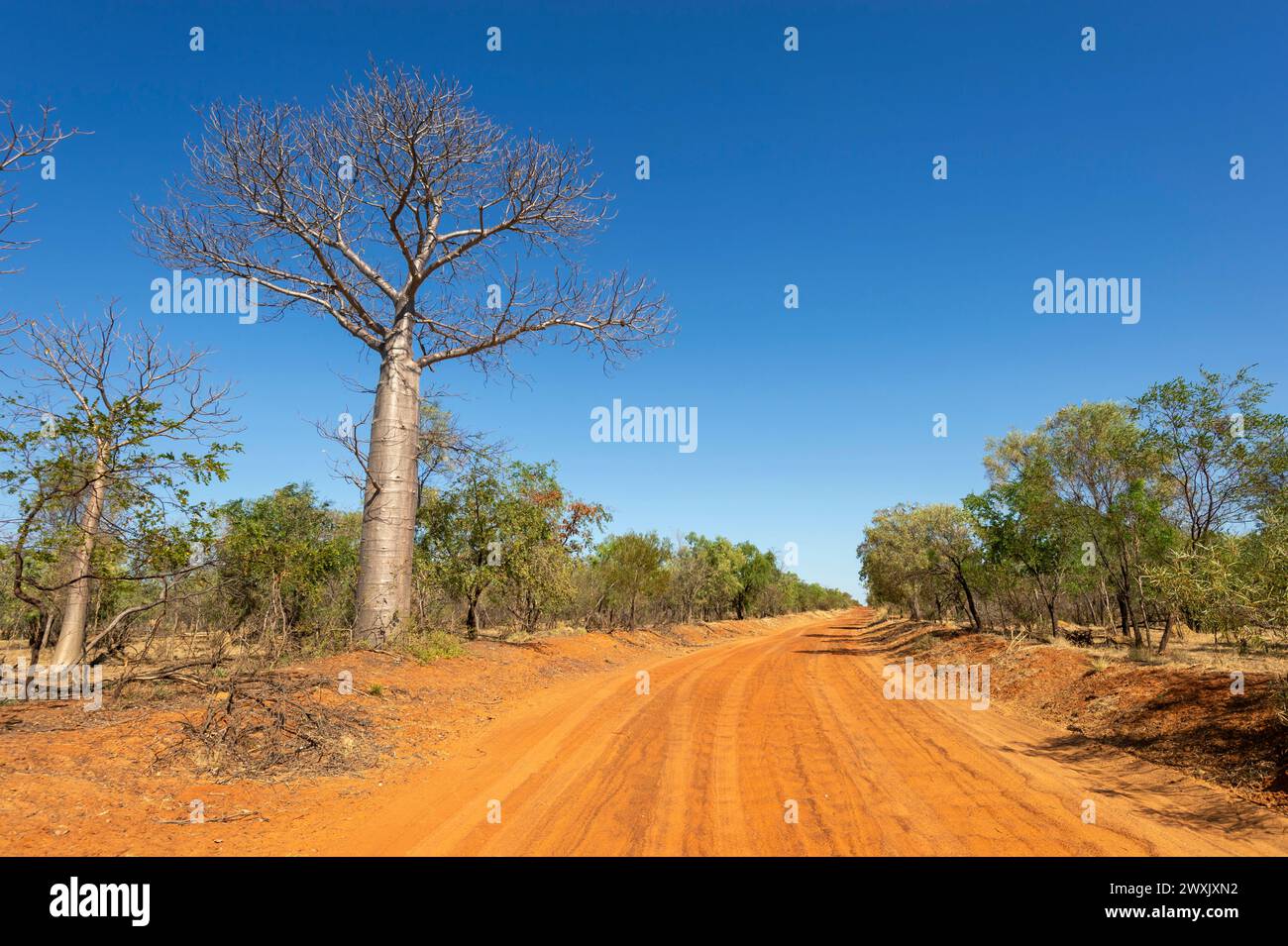 Typical Outback scenery with a red dirt road and boab tree (Adansonia gregorii), near Fitzroy Crossing, Western Australia, WA, Australia Stock Photo