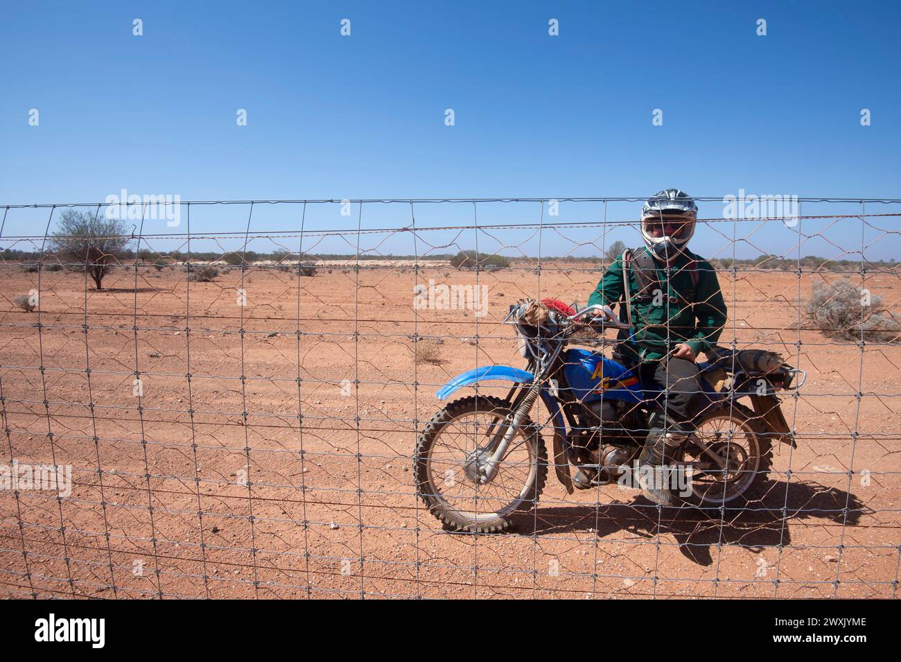 Drover mustering merino sheep from his bike at Rawlinna Station, Australia’s largest operating sheep station, Nullarbor Plain, Western Australia, WA, Stock Photo