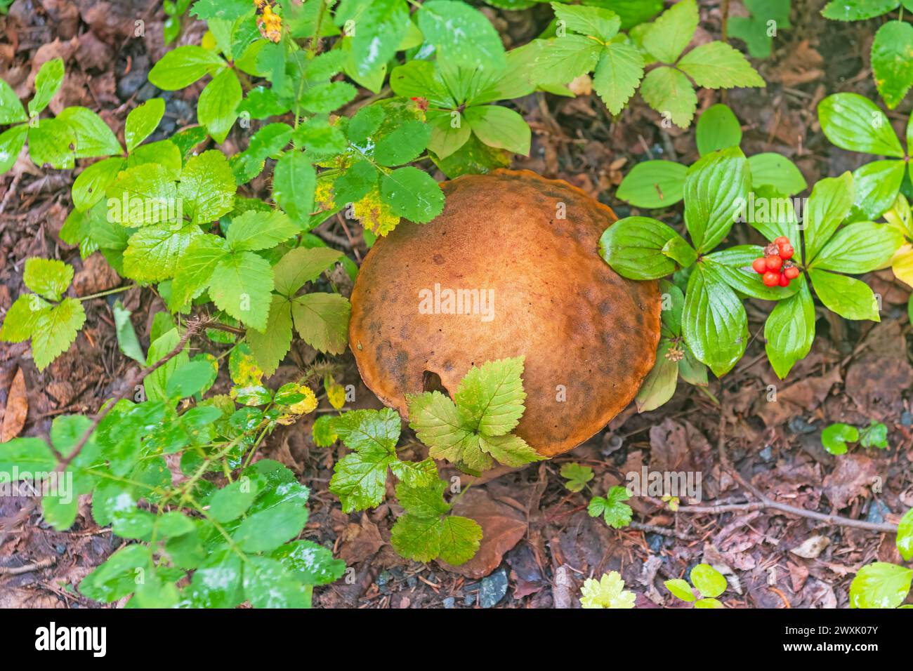 Large Mushroom Emerging From the Forest Plants in Baker Narrows Provincial Park in Manitoba Stock Photo