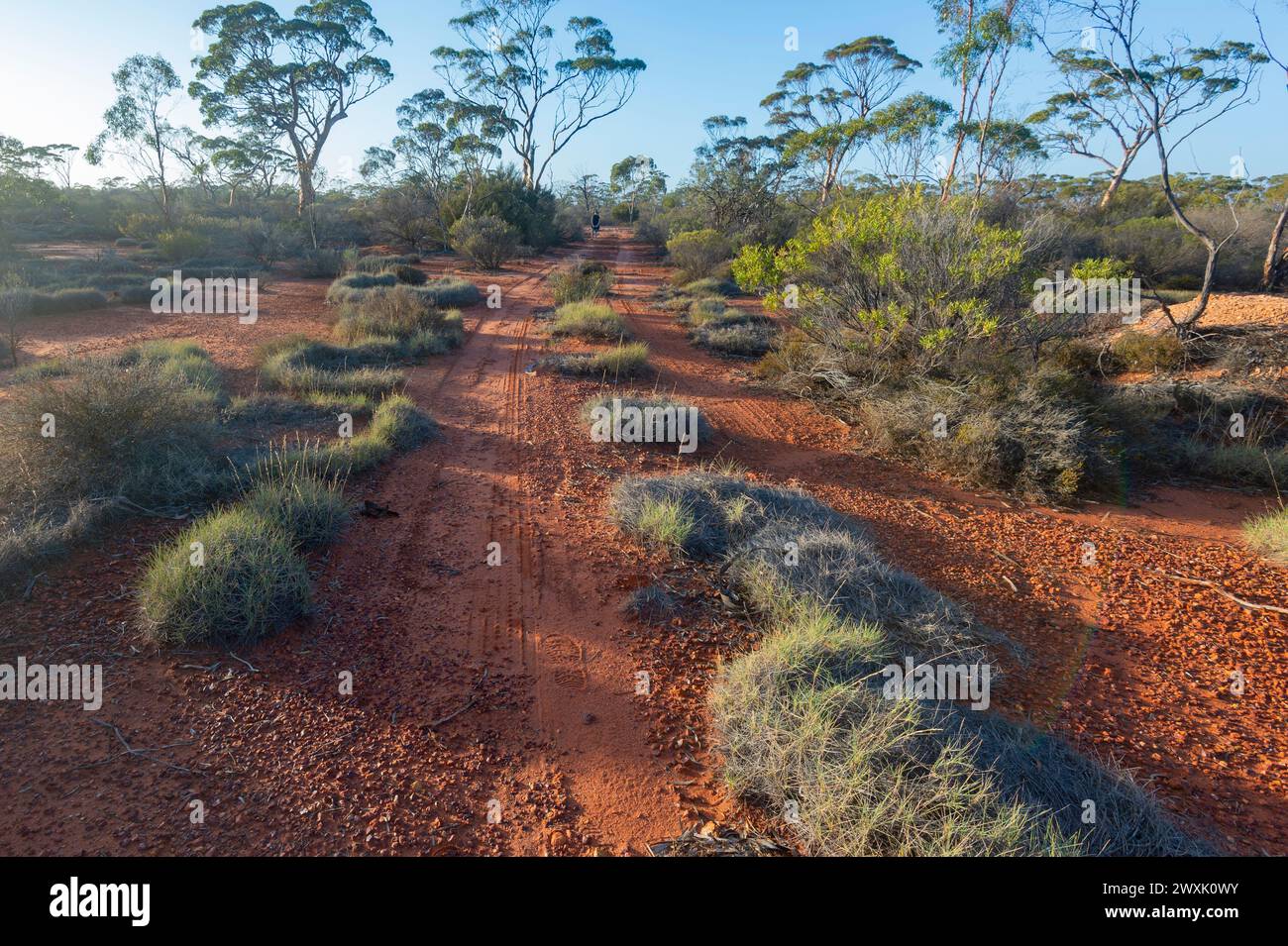 Typical Australian Outback red dirt track off the Trans Access Road, Nullarbor, Western Australia, WA, Australia Stock Photo