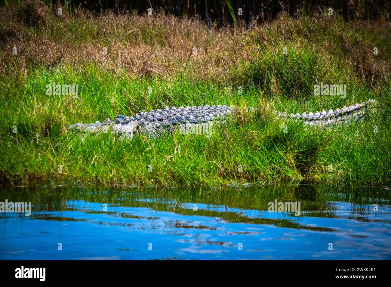 Everglades alligator Stock Photo