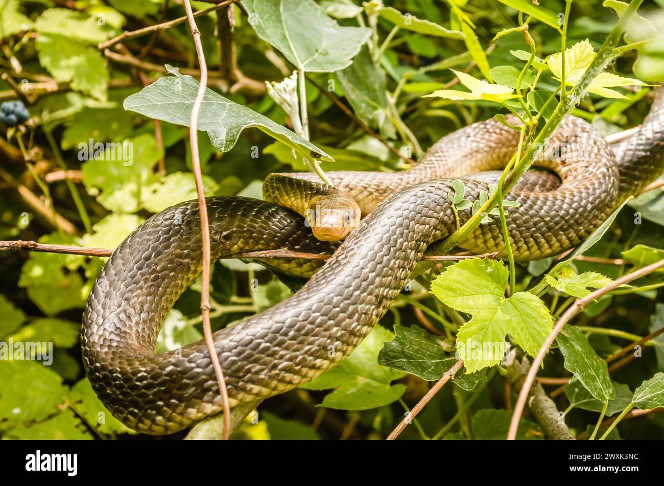 Aesculapius snake - Zamenis longissimus, Elaphe longissima, non-venomous olive green and yellow snake native to Europe, subfamily Colubrinae of the fa Stock Photo
