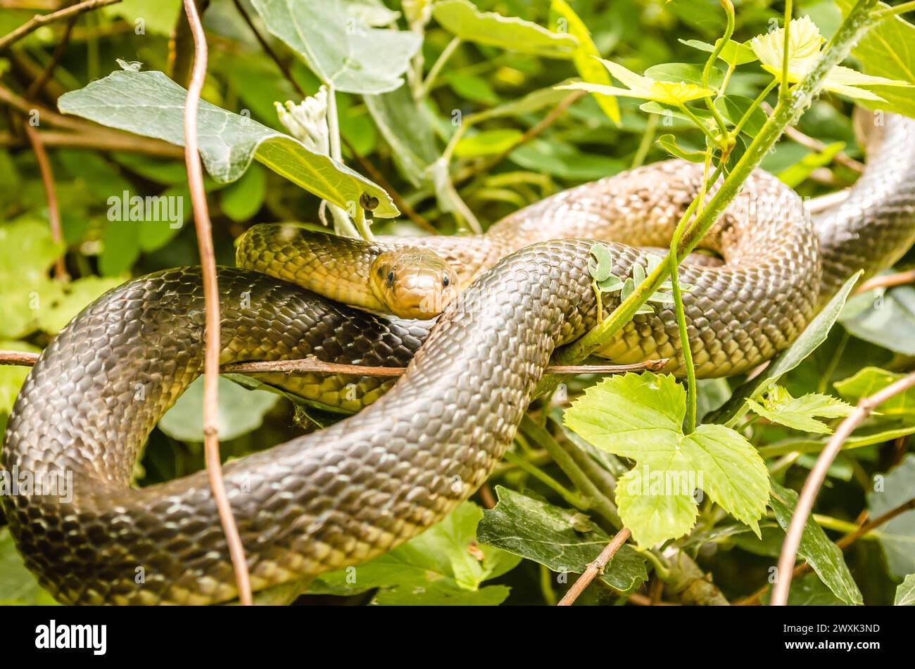 Aesculapius snake - Zamenis longissimus, Elaphe longissima, non-venomous olive green and yellow snake native to Europe, subfamily Colubrinae of the fa Stock Photo