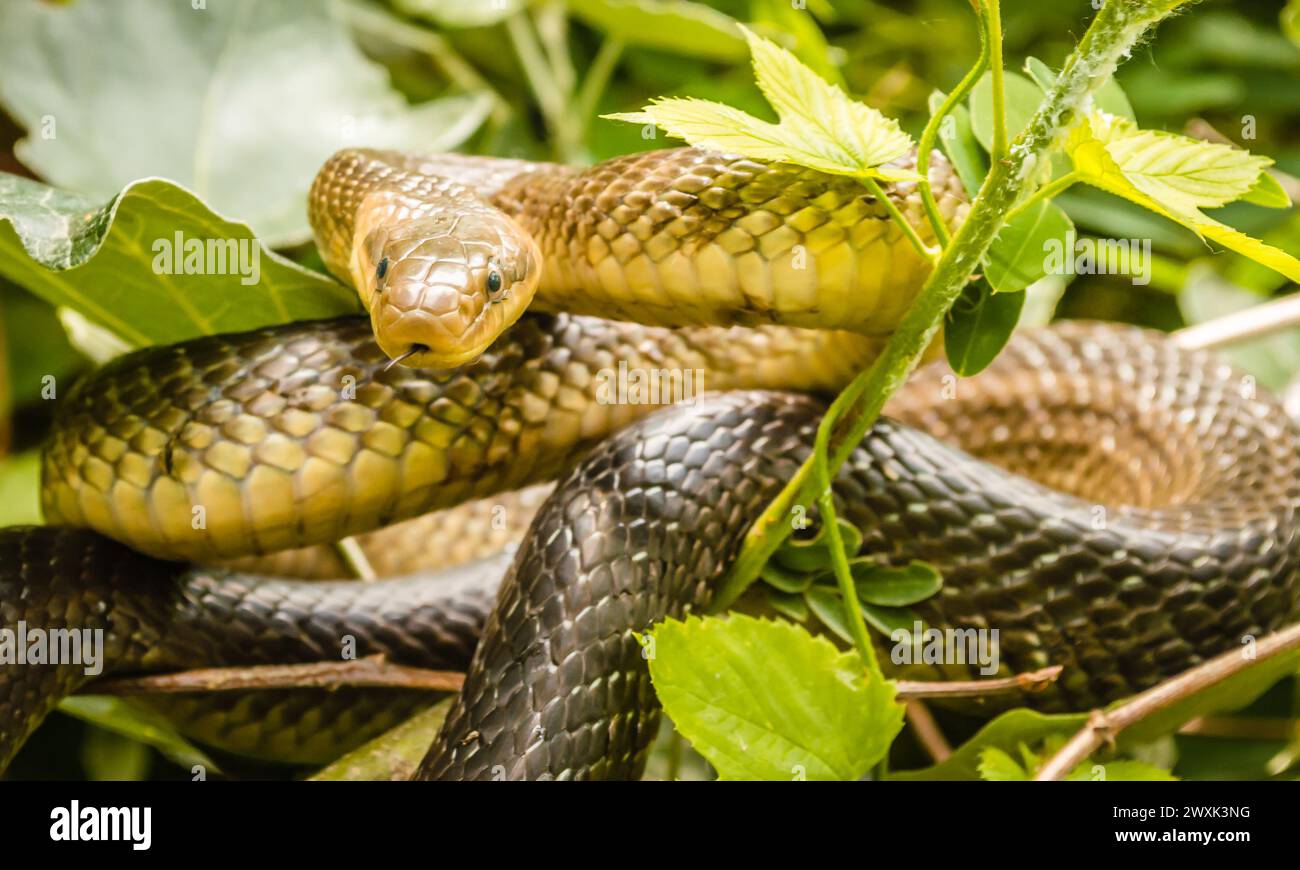 Aesculapius snake - Zamenis longissimus, Elaphe longissima, non-venomous olive green and yellow snake native to Europe, subfamily Colubrinae of the fa Stock Photo